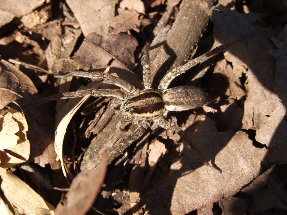 Hogna sp.